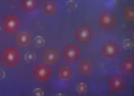 Pore Analysis